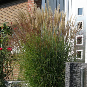 Miscanthus Malepartus Grass Perennial Plant in a 3 Litre Pot