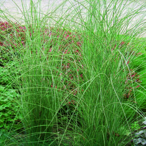 Miscanthus Morning Light Grass in a 3 Litre Pot