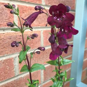 Penstemon Pensham Plum Jerkum Perennial Plant in a 3 Litre pot
