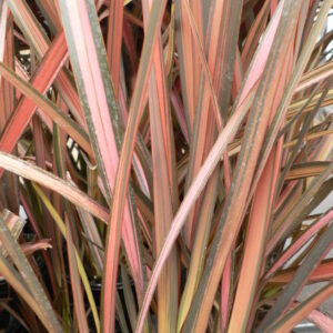 Phormium Flamingo Perennial Shrub in a 3 Litre Pot