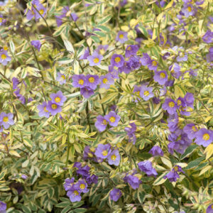 Polemonium Golden Feathers in a 3 Litre Pot