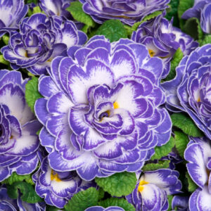 Primula Bellerina Blue Ripple in a 2 Litre Pot