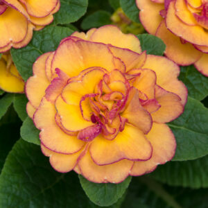 Primula Bellarina Nectarine in a 2 Litre Pot