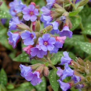 Pulmonaria Trevi Fountain Perennial Plant in a 3 Litre Pot