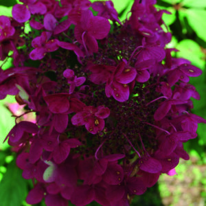 Hydrangea Wim's Red Shrub in a 3 Litre Pot