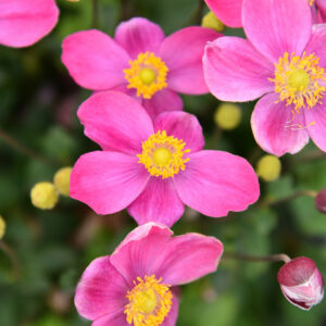 Anemone Little Breeze Kiss Perennial Plant in a 3 Litre Pot