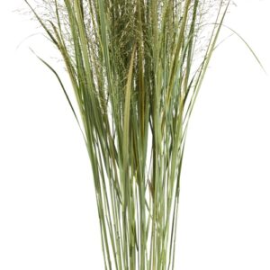 Panicum Northwind Grass Perennial Plant in a 3 Litre Pot