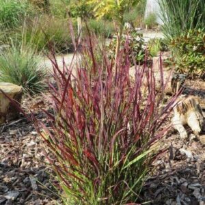 Panicum Virgatum Sangria Grass in a 3 Litre Pot