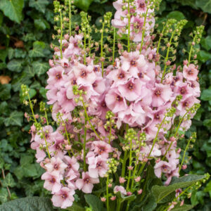 Verbascum Rosie Perennial Plant in a 3 Litre Pot