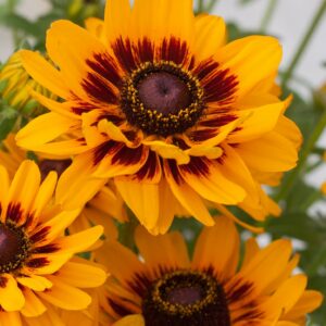 Rudbeckia Smiley Giggling in a 3 Litre Pot