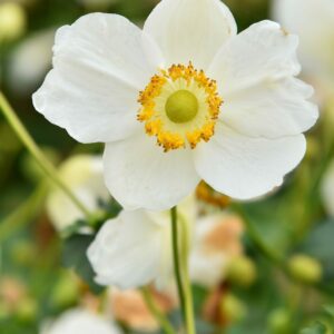 Anemone Summer Breeze Perennial Plant in a 3 Litre Pot