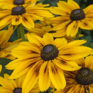 Rudbeckia Sunbeckia Alicia in a 3 Litre Pot