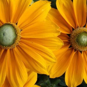 Rudbeckia Sunbeckia Ophella in a 3 Litre Pot