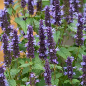 Agastache Little Adder Perennial Plant in a 3 Litre Pot
