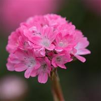 Armeria Dreameria Daydream Perennial Plant in a 2 Litre Pot