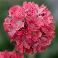 Armeria Dreameria Dreamland Perennial Plant in a 2 Litre Pot