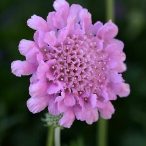 Scabiosa Pink Mist Perennial Plant in a 3 Litre Pot