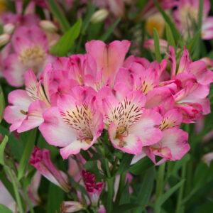 Alstroemeria Garden Summer Rose Perennial Plant in a 3 Litre/ 19cm Diameter Pot.