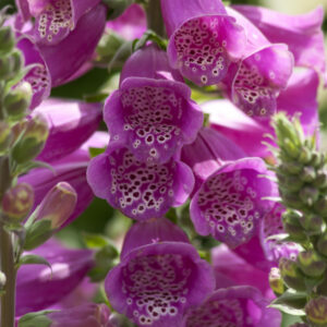 Digitalis Dalmatian Purple Perennial Plant in a 3 Litre Pot