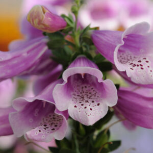 Digitalis Dalmatian Rose Perennial Plant in a 3 Litre Pot