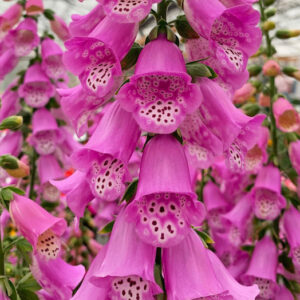 Digitalis Pink Panther Perennial Plant in a 3 Litre Pot