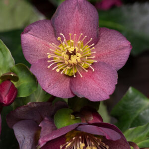 Hellebore Ice and Roses Red Perennial Shrub in a 3 Litre Pot