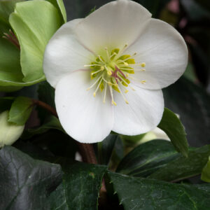 Hellebore Ice and Roses White Perennial Shrub in a 3 Litre Pot