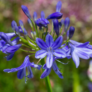 Agapanthus Lapis Lazuli Perennial Shrub in a 3 Litre Pot