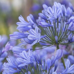 Agapanthus Lavender Haze Perennial Shrub in a 3 Litre Pot