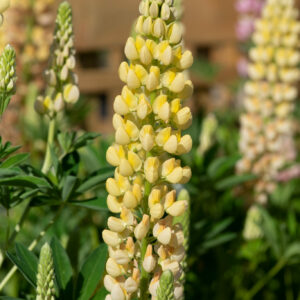 Lupin Legendary Yellow Perennial Plant in a 3 Litre Pot
