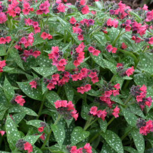 Pulmonaria Shrimps on the Barbie Perennial Plant in a 3 Litre Pot
