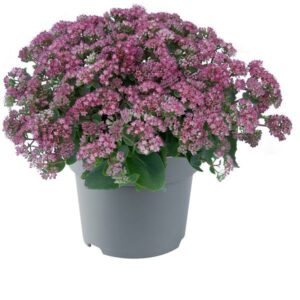 Sedum Rose Charm Perennial Plant in a 3 Litre Pot