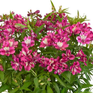 Alstroemeria Garden Summer Chic Perennial Plant in a 3 Litre/ 19cm diameter Pot.
