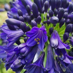 Agapanthus Midnight Sky Perennial Shrub in a 3 Litre Pot