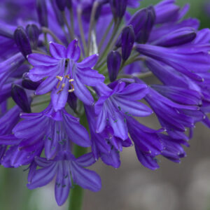 Agapanthus Northern Star Perennial Shrub in a 3 Litre Pot
