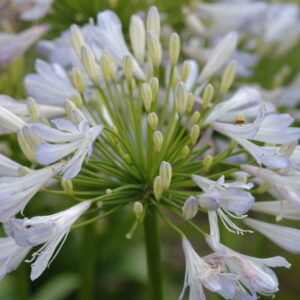 Agapanthus Phantom Perennial Shrub in a 3 Litre Pot
