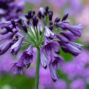 Agapanthus Poppin Purple Perennial Shrub in a 3 Litre Pot