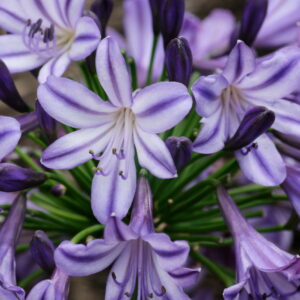 Agapanthus Poppin Star Perennial Shrub in a 3 Litre Pot