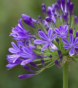 Agapanthus Regal Beauty Perennial Shrub in a 3 Litre Pot