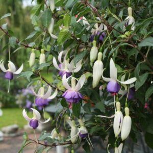 Fuchsia Bush 'Delta's Sarah' Shrub Plant in a 3 Litre Pot