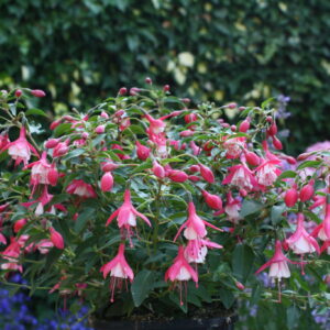Fuchsia Bush 'Lady Thumb' Shrub Plant in a 3 Litre Pot