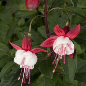 Fuchsia Bush 'Snowcap' Shrub Plant in a 3 Litre Pot