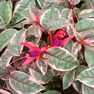 Fuchsia Bush 'Sunray' Shrub Plant in a 3 Litre Pot