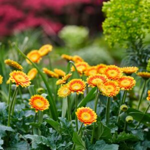 Gerbera Garvinea Sweet Blaze in a 3 Litre Pot