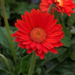 Gerbera Garvinea Sweet Glow in a 3 Litre Pot