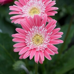 Gerbera Garvinea Sweet Memories in a 3 Litre Pot
