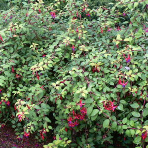 Fuchsia Bush 'Genii' Shrub Plant in a 3 Litre Pot