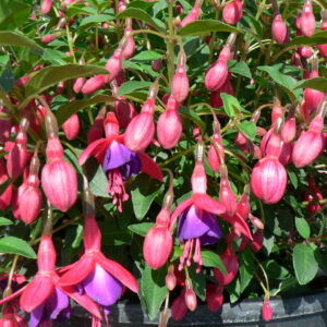 Fuchsia Bush 'Tom Thumb' Shrub Plant in a 3 Litre Pot