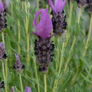 French Lavender Lavlov Blue Perennial Plant in a 3 Litre Pot