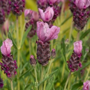 French Lavender Lavlov Deep Pink Perennial Plant in a 3 Litre Pot
